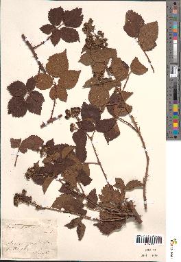 spécimen de Rubus fruticosus