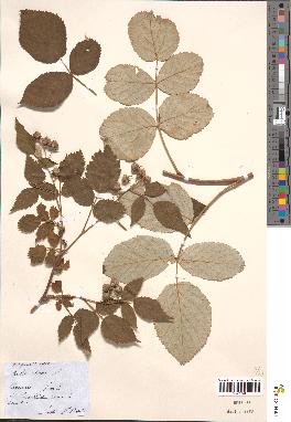 spécimen de Rubus idaeus