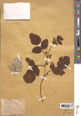 spécimen de Rubus idaeus