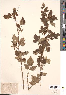 spécimen de Rubus idaeus