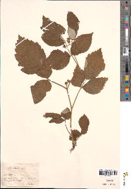 spécimen de Rubus idaeus