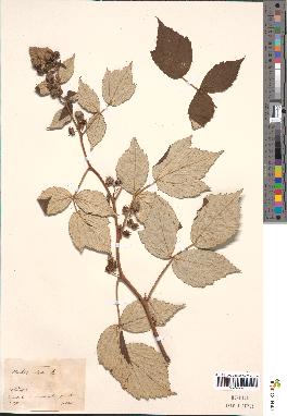 spécimen de Rubus idaeus