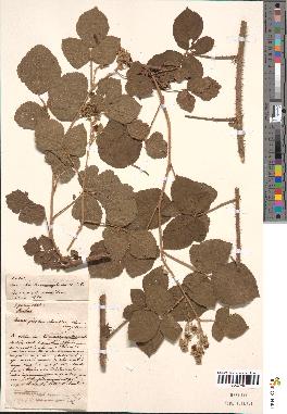 spécimen de Rubus macrophyllus