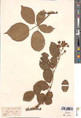 spécimen de Rubus macrophyllus