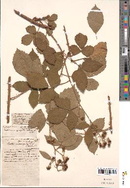 spécimen de Rubus macrophyllus