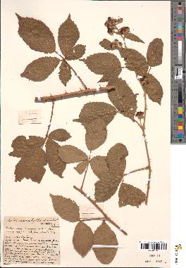 spécimen de Rubus macrophyllus