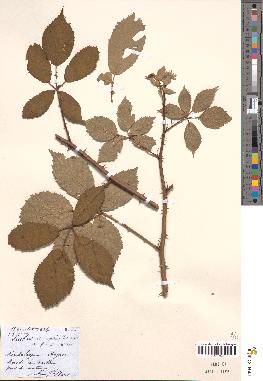 spécimen de Rubus macrophyllus