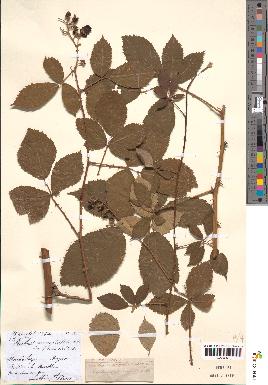 spécimen de Rubus macrophyllus