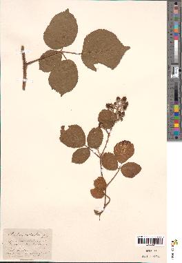 spécimen de Rubus meiostemon