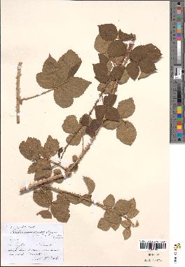 spécimen de Rubus nemorosus