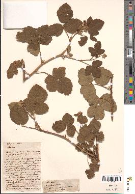 spécimen de Rubus nemorosus