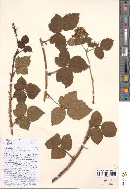 spécimen de Rubus nemorosus