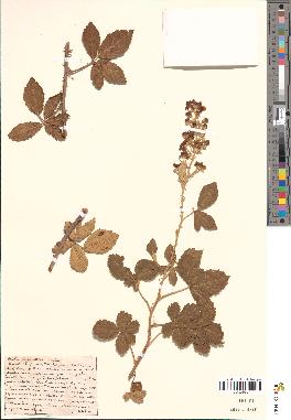 spécimen de Rubus polyanthus