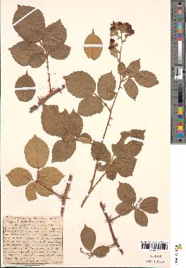 spécimen de Rubus propinquus