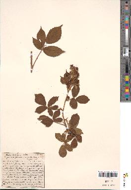 spécimen de Rubus rubratus