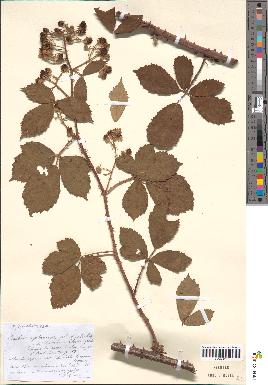 spécimen de Rubus septorum