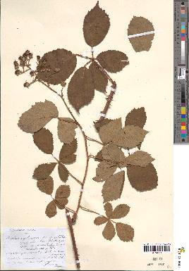 spécimen de Rubus septorum