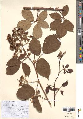 spécimen de Rubus septorum