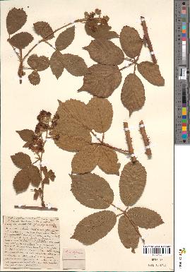 spécimen de Rubus septorum