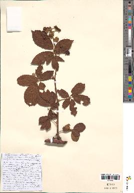 spécimen de Rubus septorum