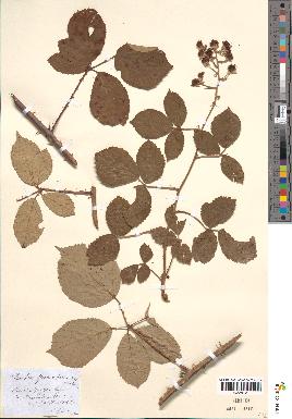 spécimen de Rubus speciosus