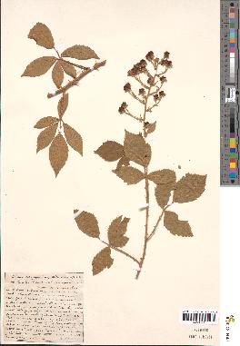 spécimen de Rubus stenophyllus