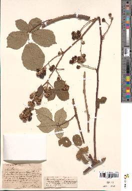 spécimen de Rubus thamnocharis