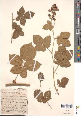 spécimen de Rubus thamnocharis