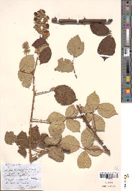 spécimen de Rubus thyrsoideus