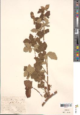 spécimen de Rubus tomentosus