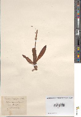 spécimen de Acera anthropophora
