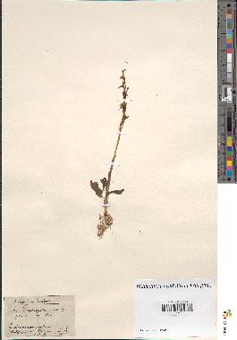 spécimen de Acera anthropophora