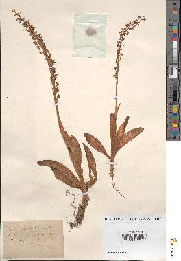 spécimen de Acera anthropophora