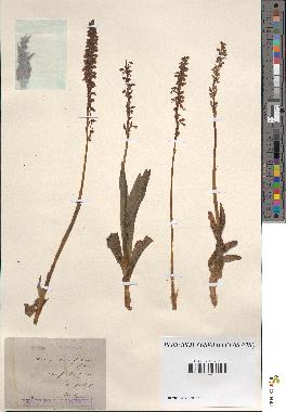 spécimen de Acera anthropophora