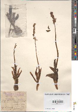 spécimen de Acera anthropophora