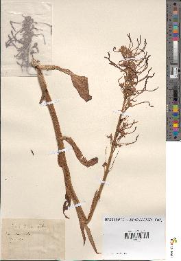 spécimen de Satyrium hircinum