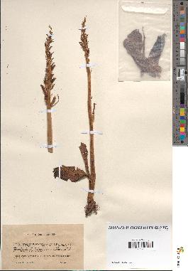 spécimen de Satyrium hircinum