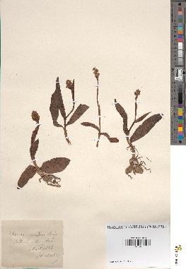 spécimen de Tinea cylindracea