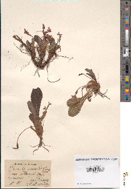 spécimen de Primula acaulis