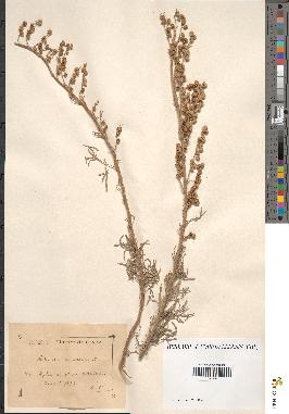 spécimen de Artemisia arborescens