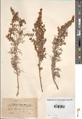 spécimen de Artemisia arborescens