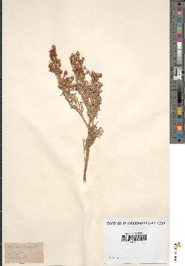 spécimen de Artemisia arborescens