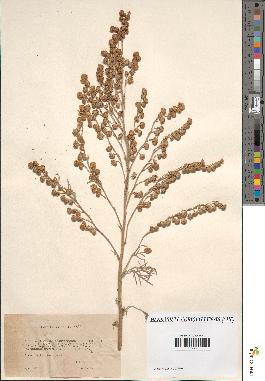 spécimen de Artemisia arborescens