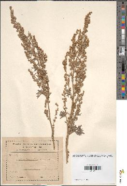 spécimen de Artemisia absinthium