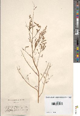 spécimen de Artemisia annua