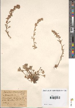 spécimen de Artemisia baumgartenii