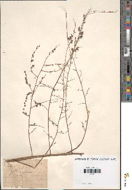 spécimen de Artemisia campestris