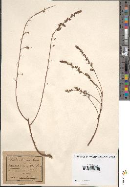 spécimen de Artemisia campestris