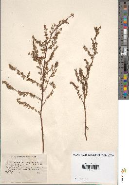 spécimen de Artemisia campestris