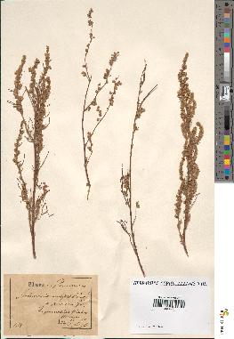 spécimen de Artemisia campestris